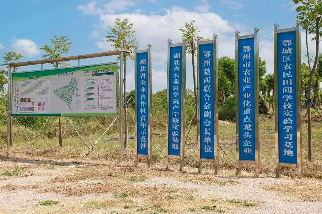 少红苗木